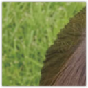 学校法人中央工学校　中央動物専門学校